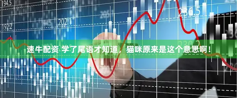 速牛配资 学了尾语才知道，猫咪原来是这个意思啊！