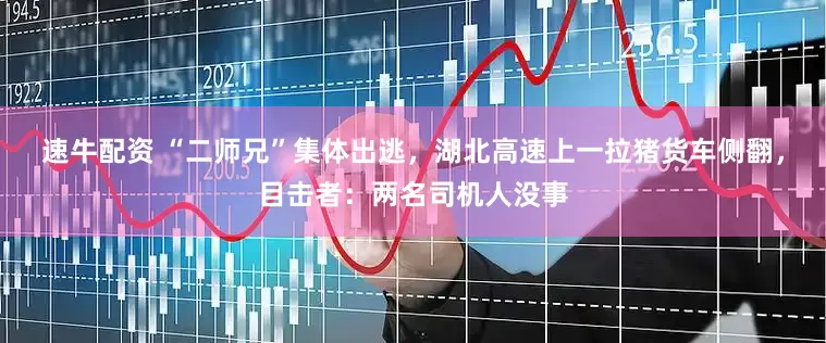 速牛配资 “二师兄”集体出逃，湖北高速上一拉猪货车侧翻，目击者：两名司机人没事